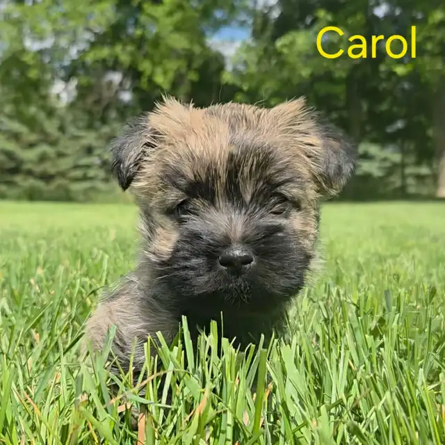 Cairn terrier puppies