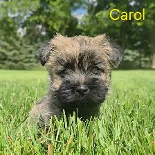 Cairn terrier puppies