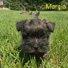 Cairn terrier puppies - Photo 2