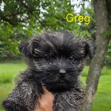 Cairn terrier puppies - Photo 3