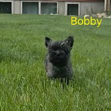 Cairn terrier puppies - Photo 4