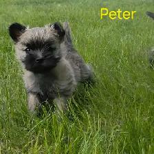 Cairn terrier puppies - Photo 5