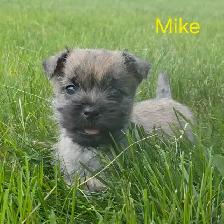 Cairn terrier puppies - Photo 6