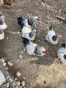 standard Brahma hatching eggs - Photo 6