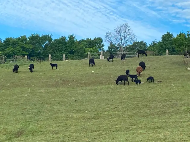 Black Welsh Mountain Sheep for sale