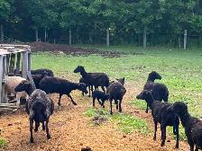 Black Welsh Mountain Sheep for sale - Photo 2