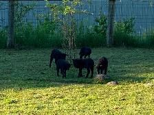 Black Welsh Mountain Sheep for sale - Photo 3