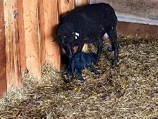 Black Welsh Mountain Sheep for sale - Photo 4
