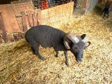 Black Welsh Mountain Sheep for sale - Photo 5