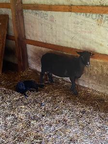 Black Welsh Mountain Sheep for sale - Photo 6