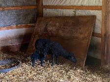 Black Welsh Mountain Sheep for sale - Photo 7