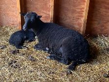 Black Welsh Mountain Sheep for sale - Photo 8