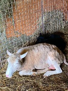 Black Welsh Mountain Sheep for sale - Photo 9