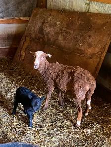 Black Welsh Mountain Sheep for sale - Photo 10
