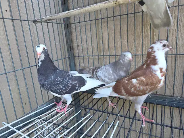 pigeon for sale