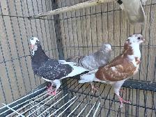 pigeon for sale