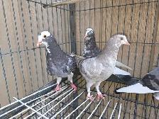 pigeon for sale - Photo 2