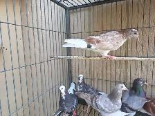 pigeon for sale - Photo 3