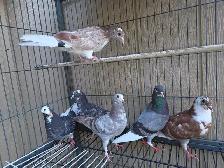 pigeon for sale - Photo 4
