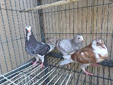pigeon for sale - Photo 5