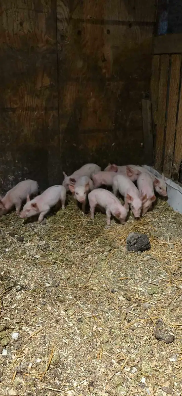 Young weanling pigs .