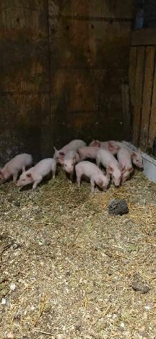 Young weanling pigs .