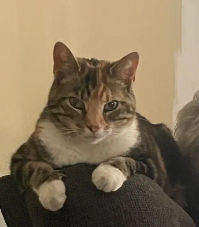 Lost Calico Cat - Kennedy/Clarence (Peel Village) Brampton