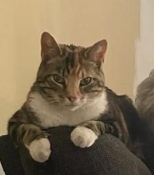 Lost Calico Cat - Kennedy/Clarence (Peel Village) Brampton