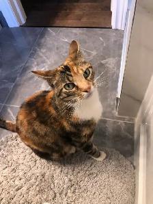 Lost Calico Cat - Kennedy/Clarence (Peel Village) Brampton - Photo 2