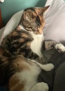 Lost Calico Cat - Kennedy/Clarence (Peel Village) Brampton - Photo 3