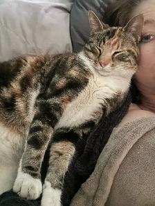 Lost Calico Cat - Kennedy/Clarence (Peel Village) Brampton - Photo 4