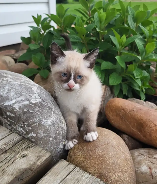 Beautiful Kittens!