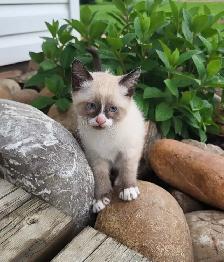 Beautiful Kittens!