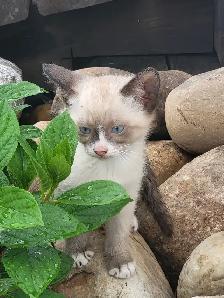 Beautiful Kittens! - Photo 2