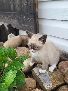 Beautiful Kittens! - Photo 3