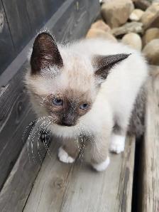 Beautiful Kittens! - Photo 4