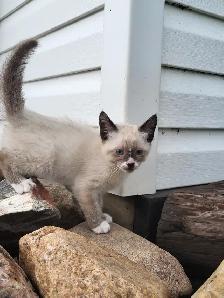 Beautiful Kittens! - Photo 5