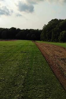 FRESH GREEN GRASS/SOD - Photo 4