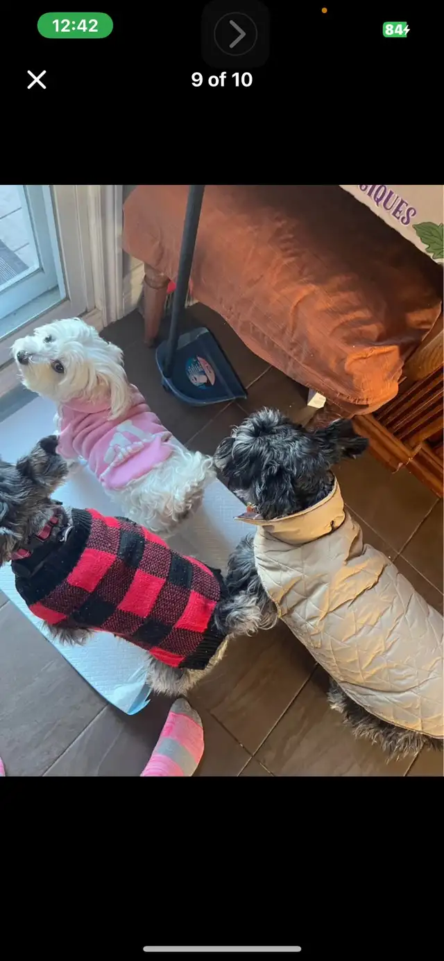 home environment dog sitter