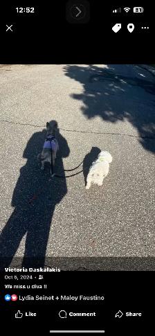 home environment dog sitter - Photo 2