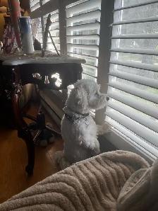 home environment dog sitter - Photo 3