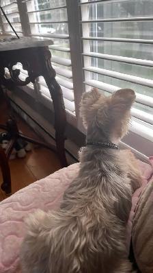 home environment dog sitter - Photo 4