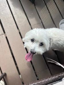 home environment dog sitter - Photo 5