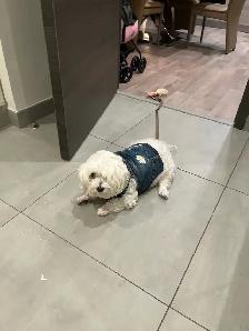 home environment dog sitter - Photo 6