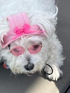 home environment dog sitter - Photo 7