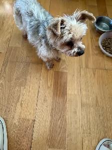 home environment dog sitter - Photo 9