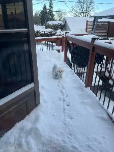 home environment dog sitter - Photo 10