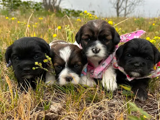 Cocker Spaniel X Shih Tzu Puppies