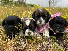 Cocker Spaniel X Shih Tzu Puppies