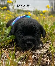 Cocker Spaniel X Shih Tzu Puppies - Photo 2